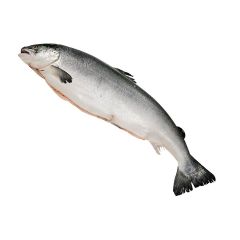 FISH001 Whole Salmon (gutted) 3-4kg