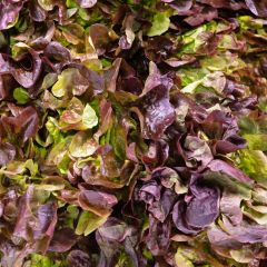 500072C Oakleaf Lettuce (fresh)