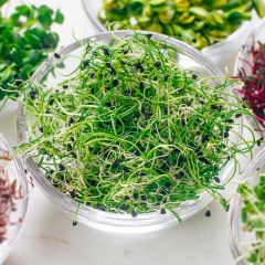 Garlic Chives Micro Leaf (fresh)