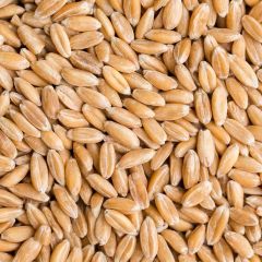 308440C Spelt Grain (Centaur)