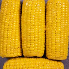 500331C Corn on the Cob (two cobs) (fresh)