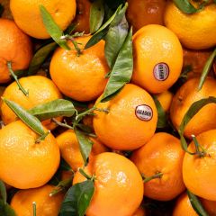 500060C Clementines (fresh)