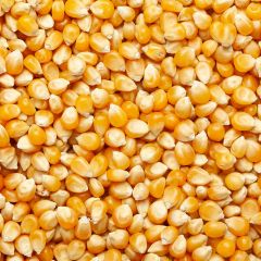 309032C Popcorn Kernels