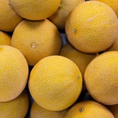 500069C Galia Melons (fresh)