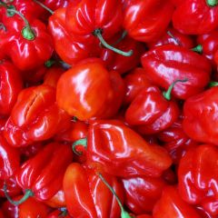 500157C Scotch Bonnet Red Chillies (fresh)