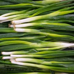 500016C Spring Onions (fresh)