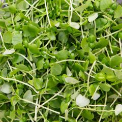 500350C Green Basil Micro Leaf (fresh)