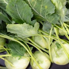 500419C Kohlrabi