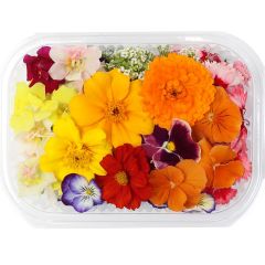 500348C Borage Edible Flowers (pre-order)