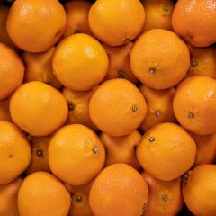 500207C Marmalade Oranges (fresh)