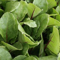 500211C Red Chard (fresh)
