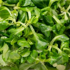 500186C Mache/Lambs Lettuce (fresh)