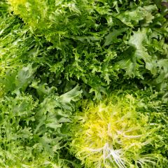 500071C Curly Endive Lettuce (fresh)