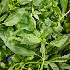 500147C Basil (fresh)