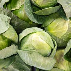 500007C Primo Cabbage (fresh)