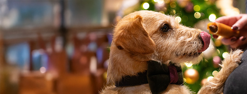 Canine menu pigs in blankets dog chew